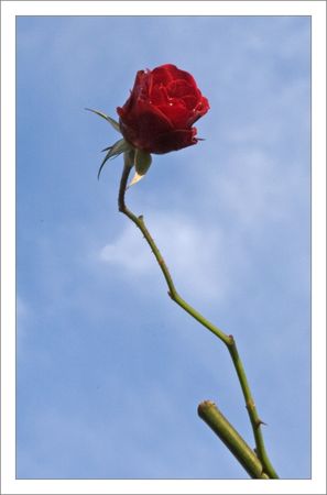 QM_rose_ciel_bleu_291109_modifi__1