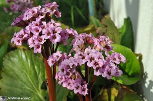 Bergenia-cordifolia