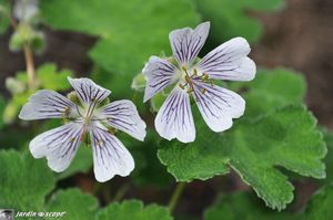Geranium-Renardii