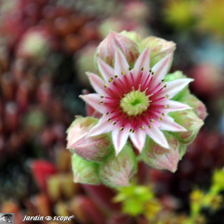 Joubarde_fleur