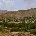 L'<b>Andalousie</b> : terre d'oliviers par excellence