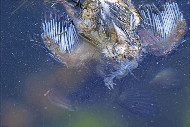 ville rivière poisson oiseau mort 130718