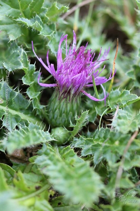 Cirsium acaule