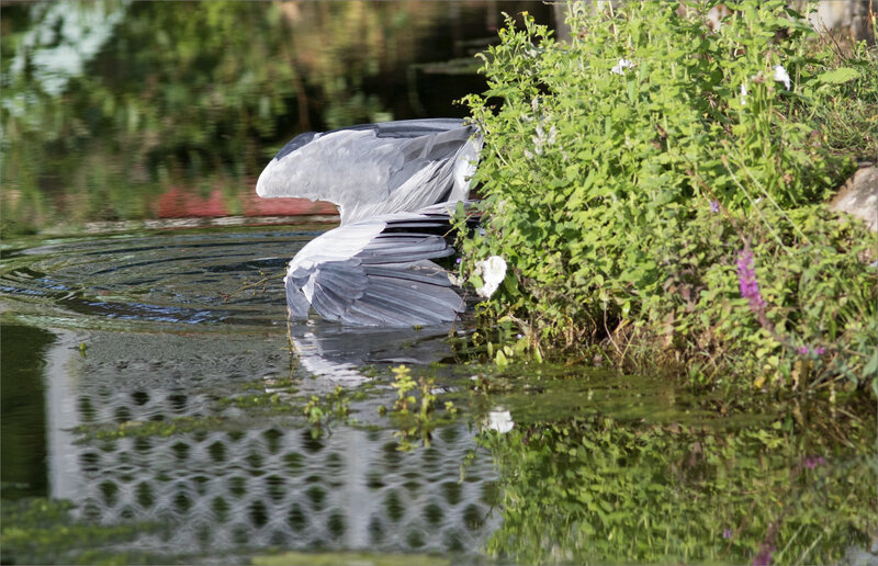 Oiseau héron pêche matin 120819 ym 4 plongeon