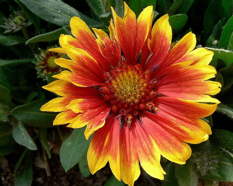 gaillarde