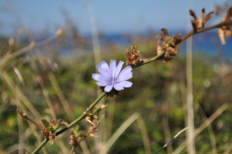 Chicorée sauvage • Cichorium intybus • Asteraceae