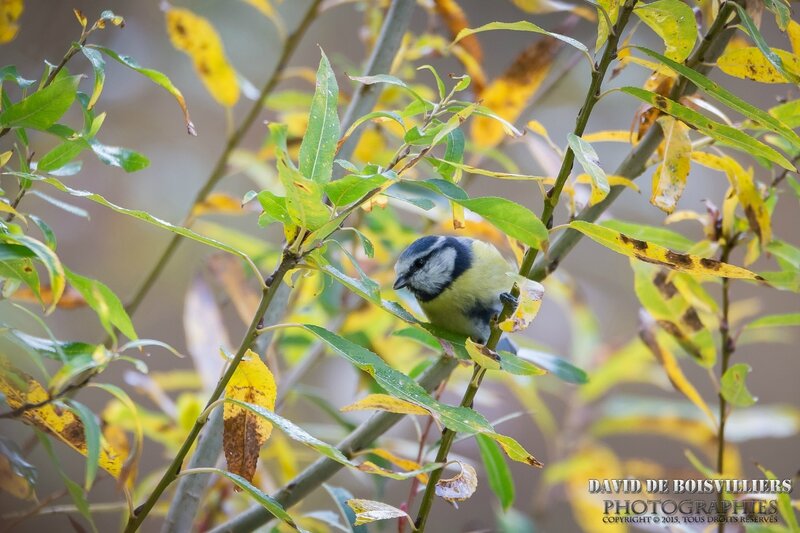 Mésange bleue (Cyanistes caeruleus)