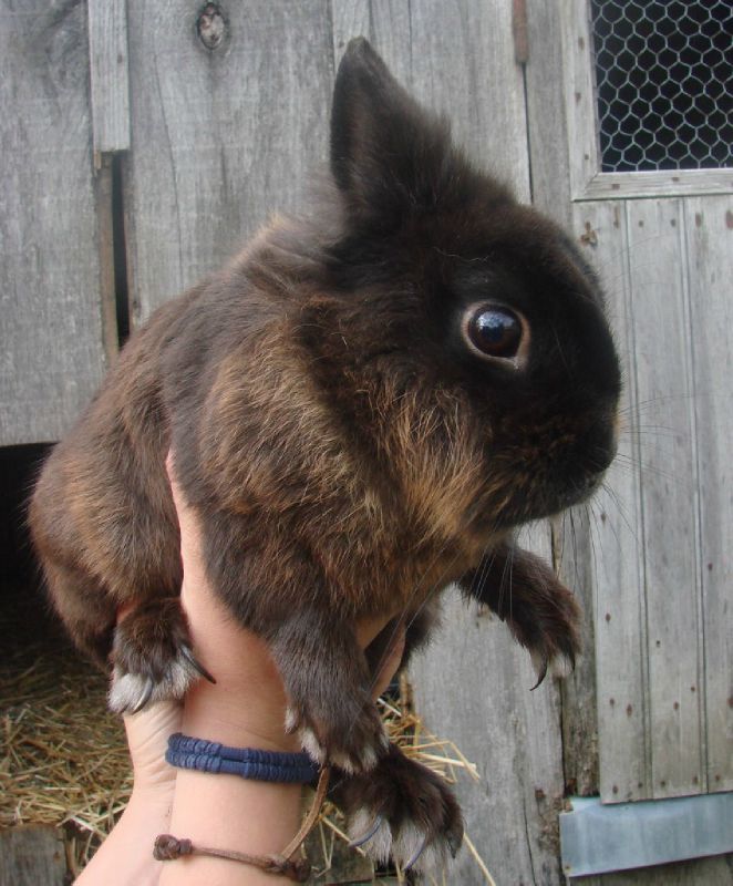lapin 5