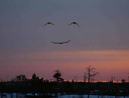 smile_birds