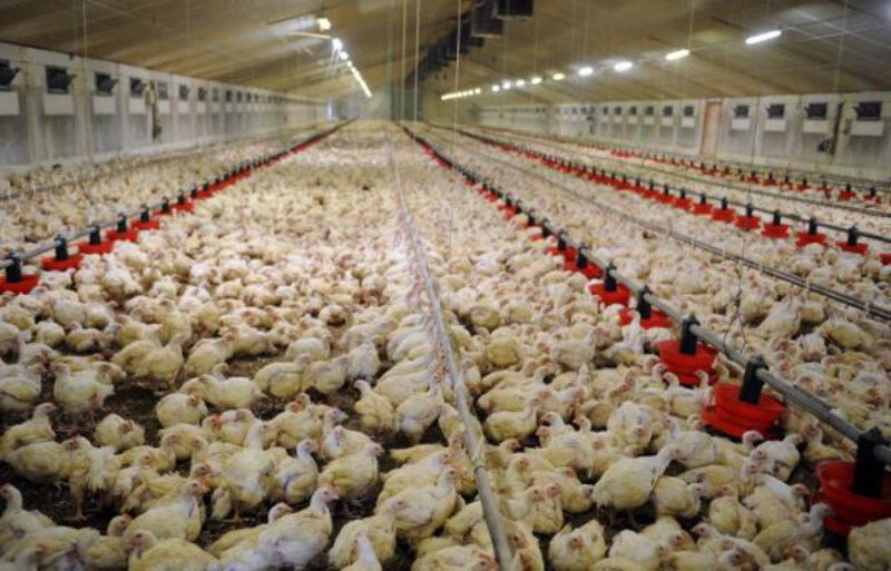 830x532_poulets-eleves-batterie