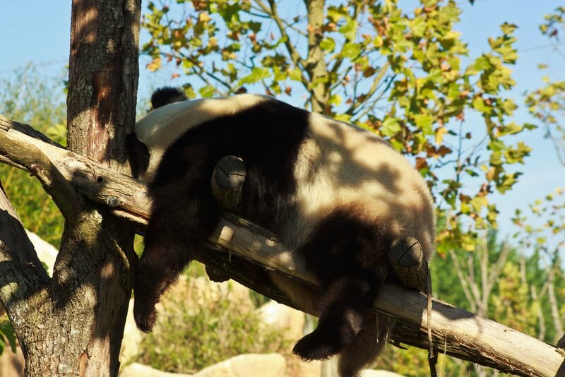 74-Panda Geant