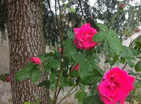 20180513 rosier Meilland rose