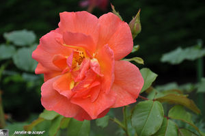 Westerland_2