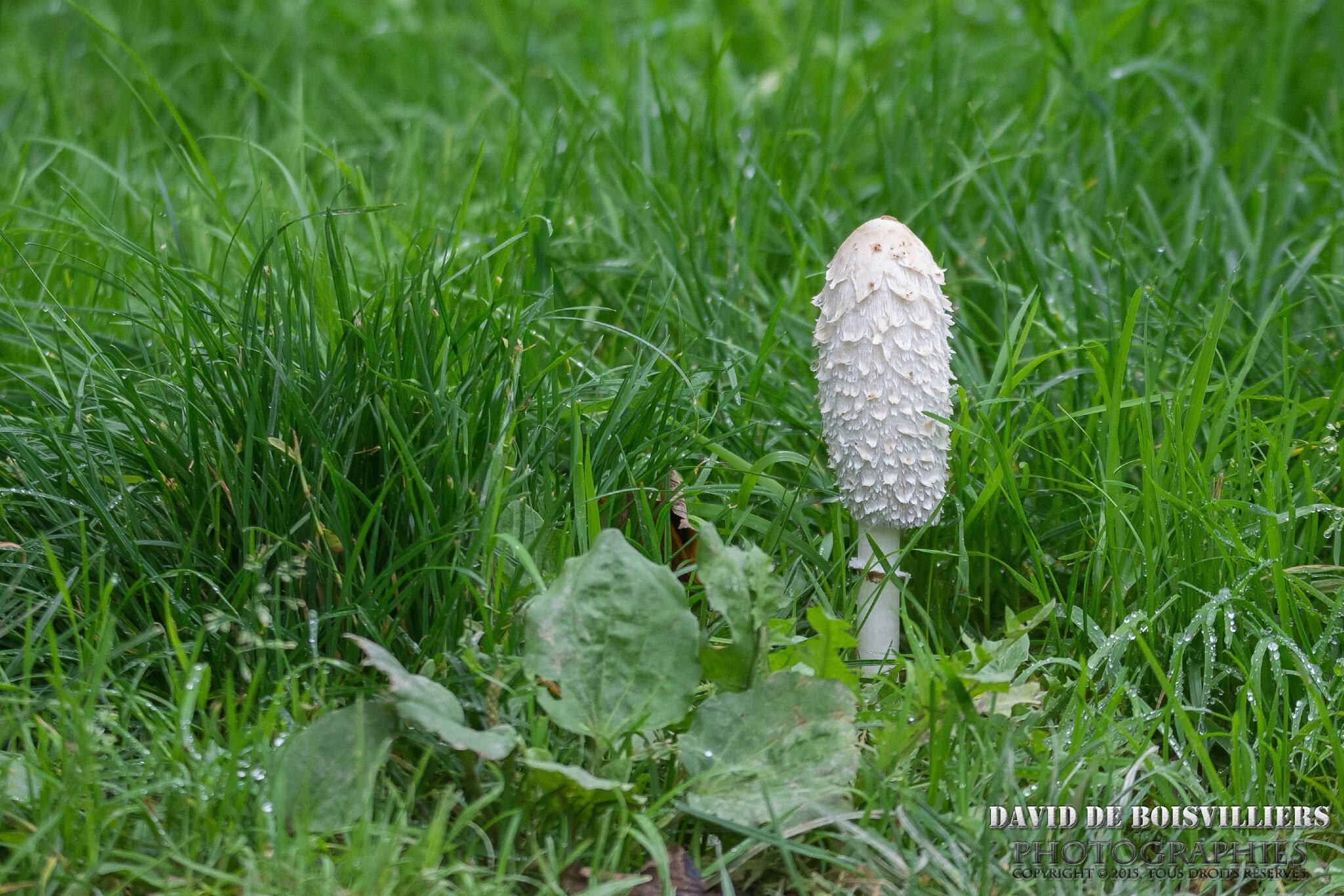 Coprin chevelu (Champignon)
