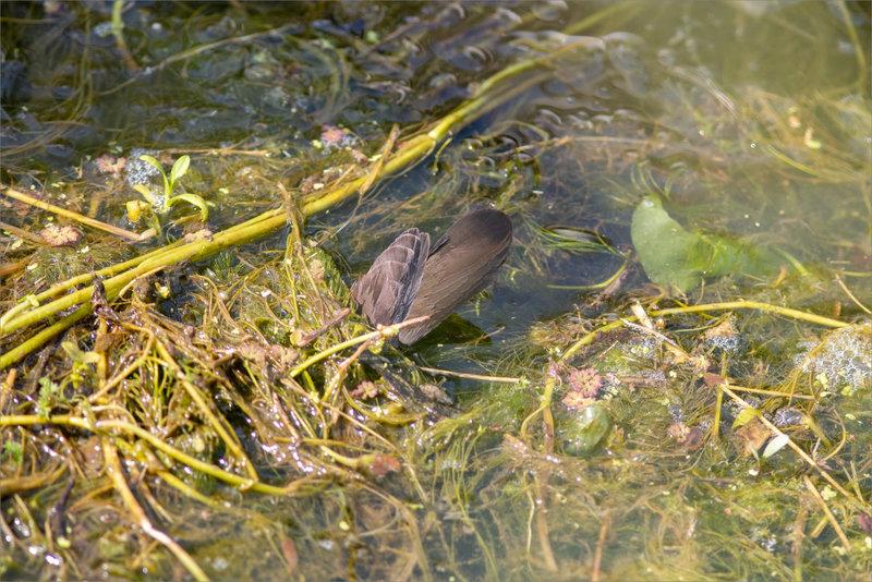 Poule eau 2 queue 030522