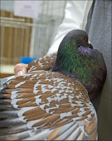 expo pigeon cauchois Gilles 1 220112