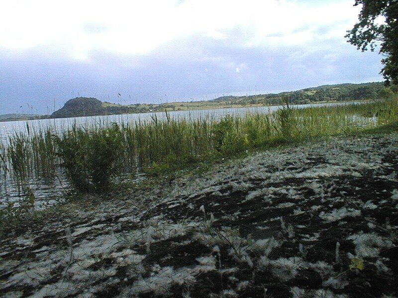 les fleurs de peupliers jonchent le sable noir du lac de Bolsène