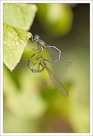 Melzear_agrion_coeur_fin_030910