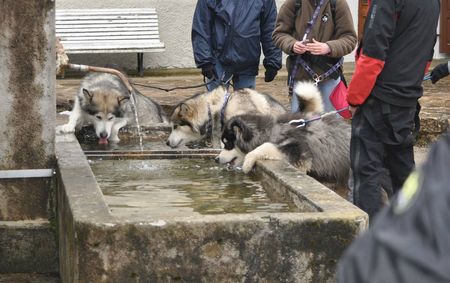 week-end chiots avril 2013_41