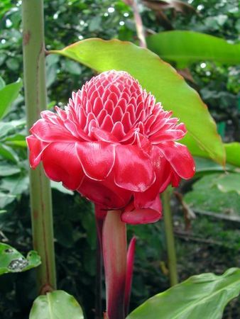 Fleurs_et_plantes_de_Tahiti__2_