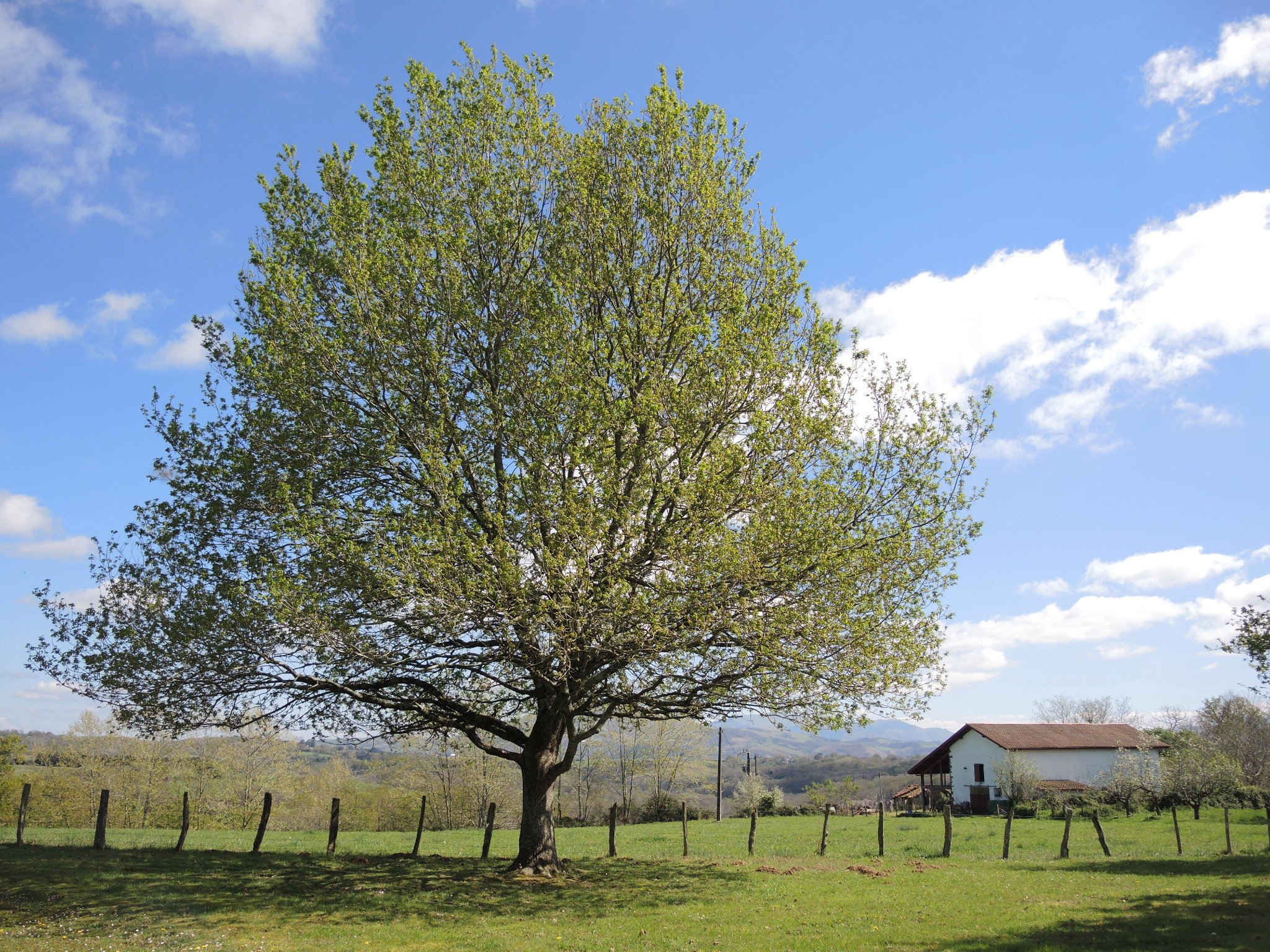 Jatxou, chapelle saint Sauveur, arbre (64)