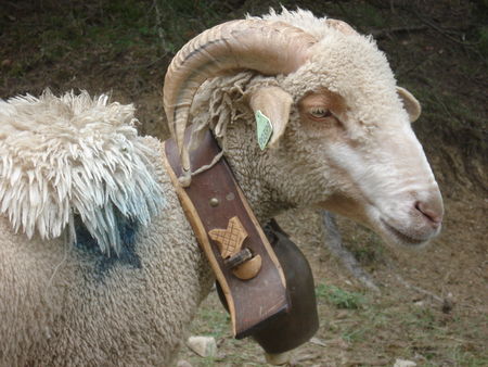 Bélier2