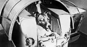 L'éphéméride du 3 novembre : en 1957, la chienne Laïka, premier être vivant  dans l'espace