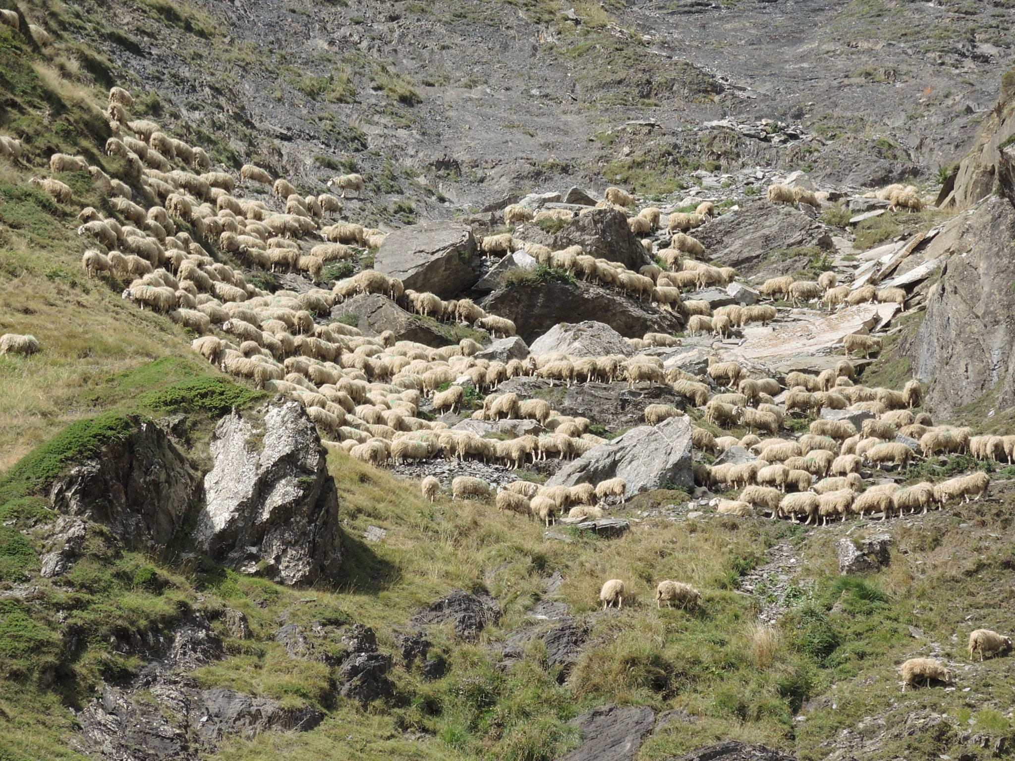Lac d'Aule, la cabane d'Aule, brebis au loin