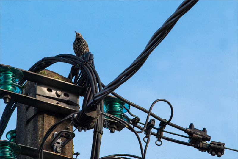 Oiseau étourneau noeud cables 1 171123