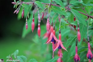 Fuschia-Riccartonii-2