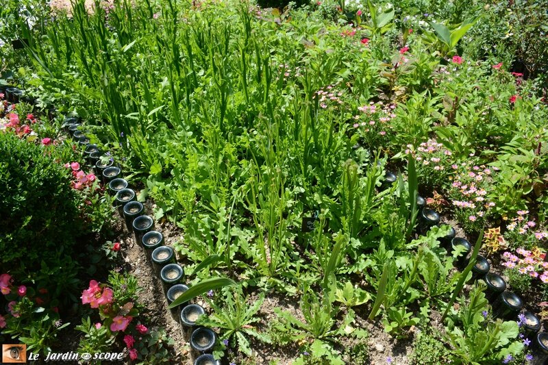 19-Jardin-des-plantes-oubliées