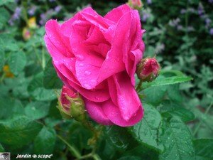 Galica_et_rosee