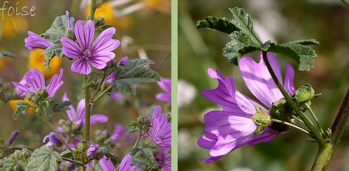 fleurs rose violacé groupées de 2 à 6 à l'aisselle des feuilles