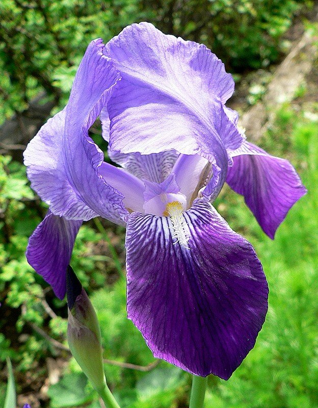 iris