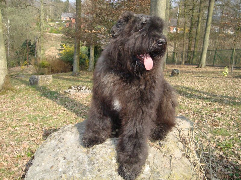 Fahro de la dullague vit en BELGIQUE