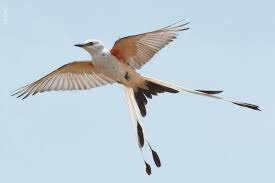 Scissor Tailed Flycatcher