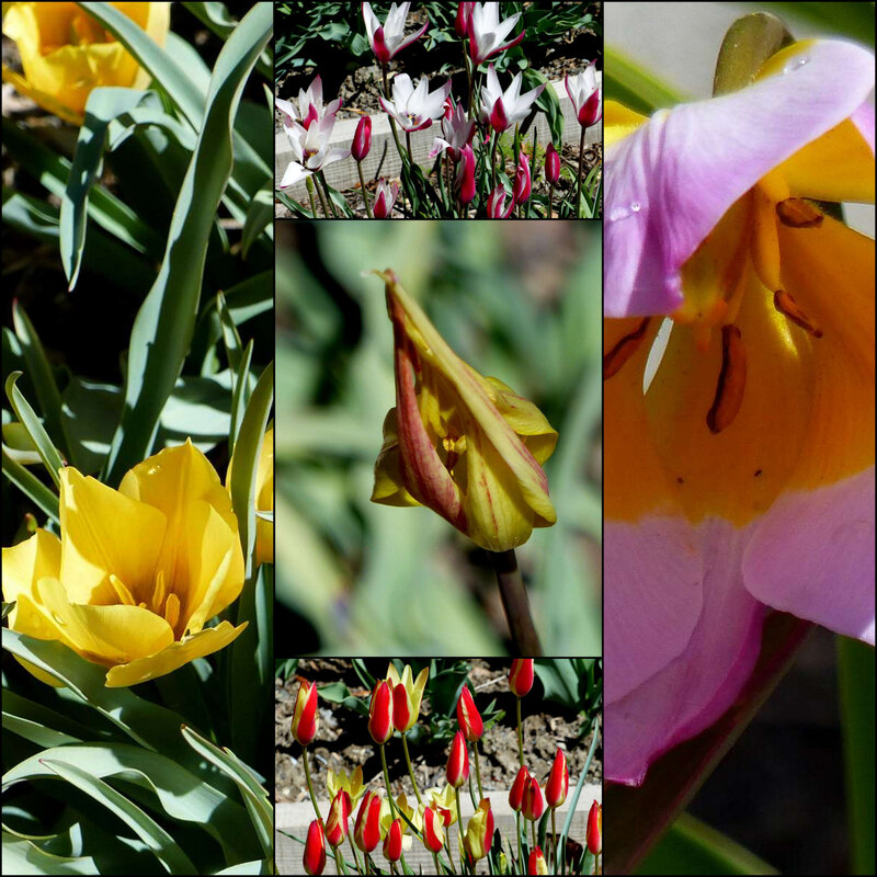 tulipe R