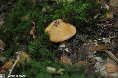 cortinarius-vibratilis-2