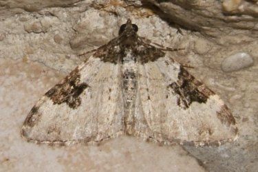 3698_Geometridae_Larentiinae_Xanthorhoe_fluctuata_phalene_ondee_2006_09_22_1_bis_375x250