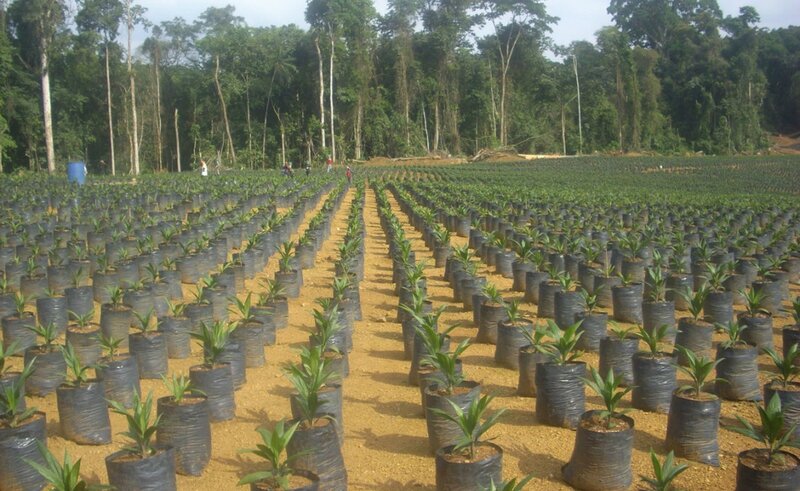 palm_oil_nursery_kumba_ngouti_february_2011