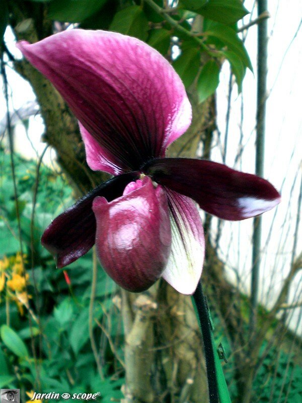 Paphiopedilum 'Raisin Glory' - Sabot de Vénus