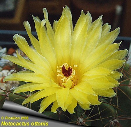 Notocactus_ottonis_874_fleur
