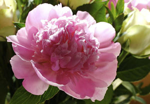 bouquet_de_pivoines_fete_des_meres_reference