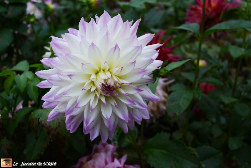 Dahlia-blanc-et-mauve