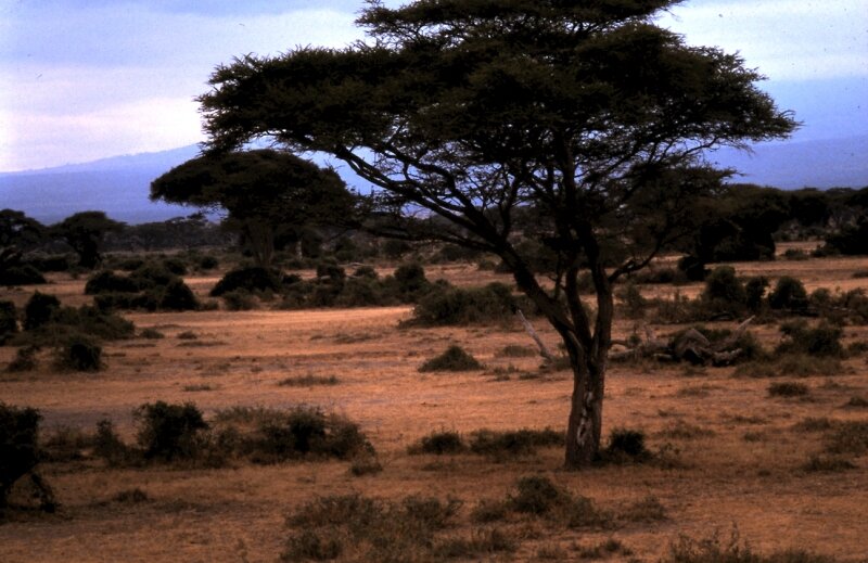 amboseli paysage b