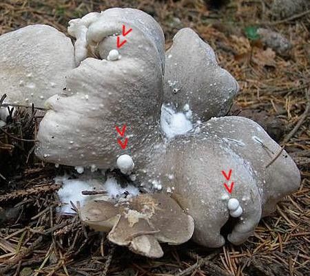 Volvariella