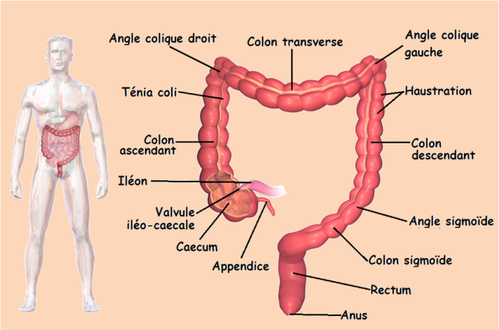 Digestion_figure12