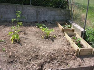 l_gumes___tomates_cerises_et_aubergine__d_but_juillet_2009