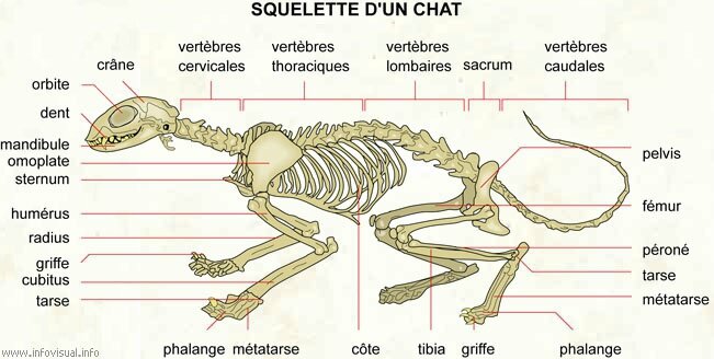 067 Squelette chat