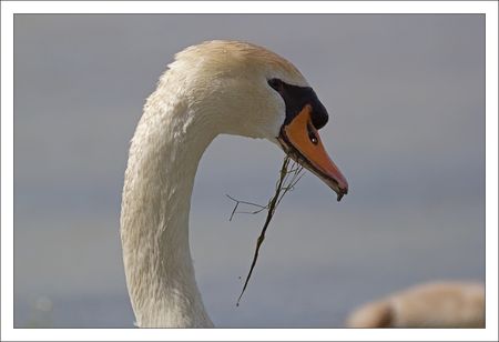 MS_lulu_Moins_cygne_GP_tete_140511